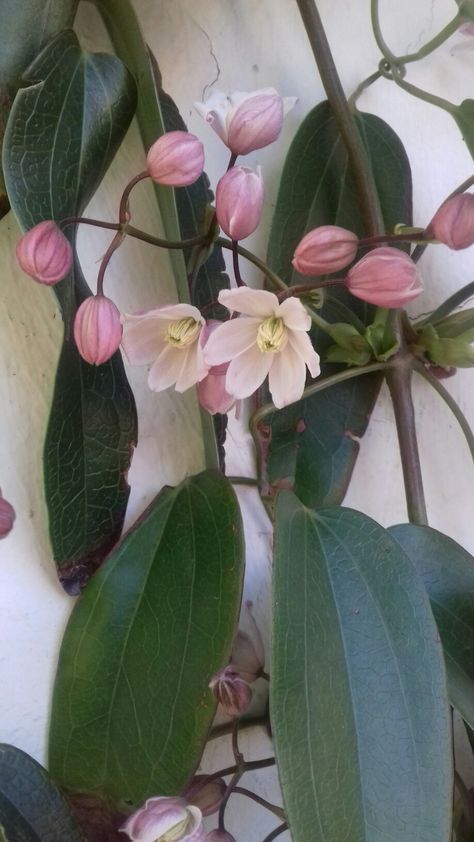 Clematis Armandii Apple Blossom .. 💜 Apple Blossom Clematis, Clematis Armandii, Garden Mural, Landscape Plants, Blooming Garden, Balcony Plants, Perfect Plants, Landscaping Plants, Apple Blossom