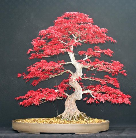 Red Maple Bonsai, Maple Tree Tattoos, Japanese Maple Bonsai, Japanese Red Maple, Maple Bonsai, Bonsai Tree Types, Bonsai Tree Care, Bonsai Seeds, Bonsai Styles