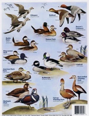 Duck Identification, Colorized Historical Photos, Duck Breeds, Hunting Stuff, Duck Season, Duck Hunting Gear, Beach Things, Bird Nests, Bird Identification