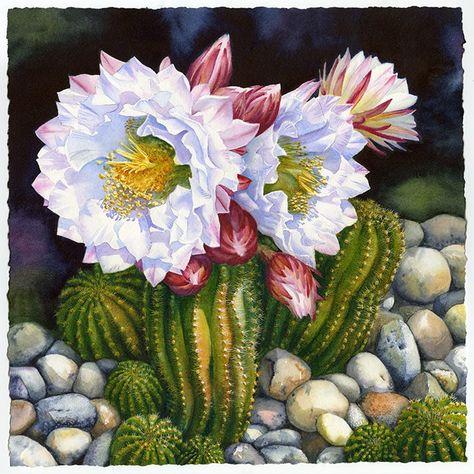 Desert Garden 2 - Arches 180, 12x12" watercolor w gouache Succulent Paintings, Pre Drawn Canvas For Painting, Cactus Flower Painting, Desert Paintings, Prickly Pear Flowers, Canvas For Painting, Pre Drawn Canvas, Painting For Adults, Cactus Paintings