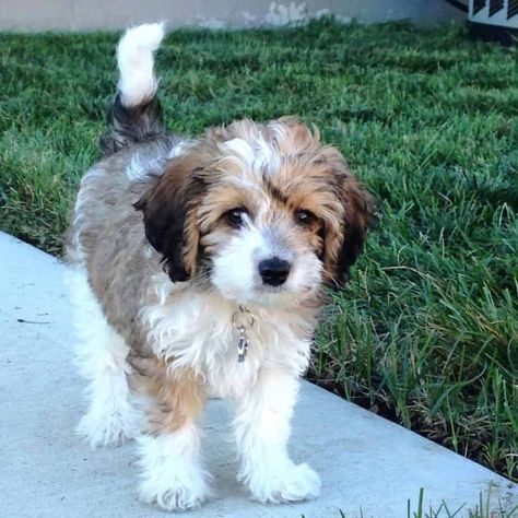 Beagle Poodle Mix, Poodle Cross Breeds, Poodle Mix Puppies, Maltipoo Puppies For Sale, Poodle Puppies For Sale, Maltese Poodle, Poodle Puppies, Maltipoo Puppy, Adoptable Beagle