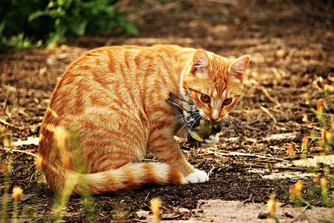 Keeping Birds Safe from Outdoor Cats - The National Wildlife Federation Blog Rusty Spotted Cat, National Wildlife Federation, What Is A Bird, Wild Tiger, Orange Tabby Cats, Cat Garden, Free Cats, Outdoor Cats, Backyard Birds