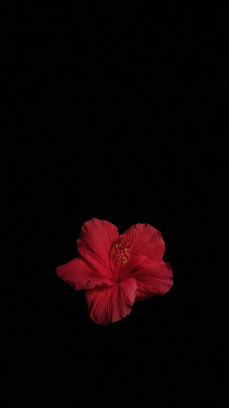 Wallpaper Backgrounds Red Roses, Red Hibiscus Flower Wallpaper, Dark Red Wallpaper, Phone Wallpaper Design, Macbook Wallpaper, Red Wallpaper, Flower Wallpaper, Dark Red, Red Flowers