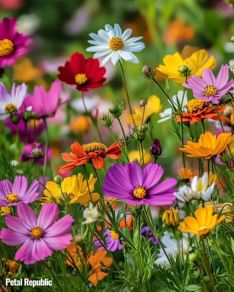 Cosmos Flower Meaning in Floriography Cosmos Flowers Garden, Cosmos Plant, Flower Symbolism, Chocolate Cosmos, Mexican Traditions, Garden Insects, Cosmos Flowers, Flower Meanings, Flowers Petals