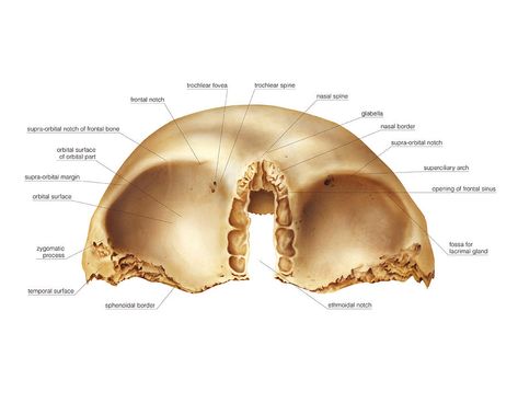 Frontal Bone, Axial Skeleton, Radiologic Technology, Skull Anatomy, Facial Anatomy, Pretty Hurts, Brain Anatomy, Human Bones, Skeletal System