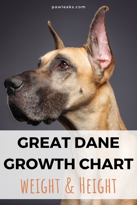 Assuming you already got your Great Dane puppy or are in the breach of deciding on buying one, it must certainly intrigue you how fast he/she is going to grow up. You are in the right place because we are going to explain all the facts about Great Dane growth that might interest any Great Dane owner. #dogs #greatdane #dogfacts #puppy Great Dane Training Tips, Grate Dane Puppies, Great Dane Growth Chart, Great Dane Aesthetic, Great Dane Tattoo, Blue Great Dane Puppies, Great Dane Facts, Brindle Great Dane, Great Dane Size