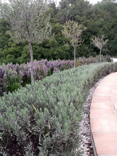 Olive Trees And Lavender, Rosemary And Lavender Garden, Rosemary Plant Landscaping, Rosemary Garden, Country Garden Design, White Gravel, Lavender And Rosemary, Side Yard Landscaping, Rosemary Plant