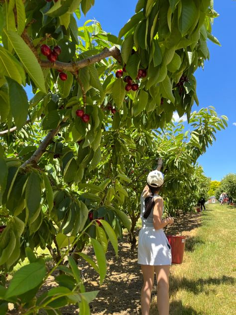 Fruit Picking Outfit Summer, Cherry Picking Outfit, Fruit Farm Aesthetic, Fruit Picking Photoshoot, Cherry Picking Photoshoot, Fruit Picking Outfit, Fruit Orchard Aesthetic, Farmlife Aesthetic, Orange Farm Aesthetic