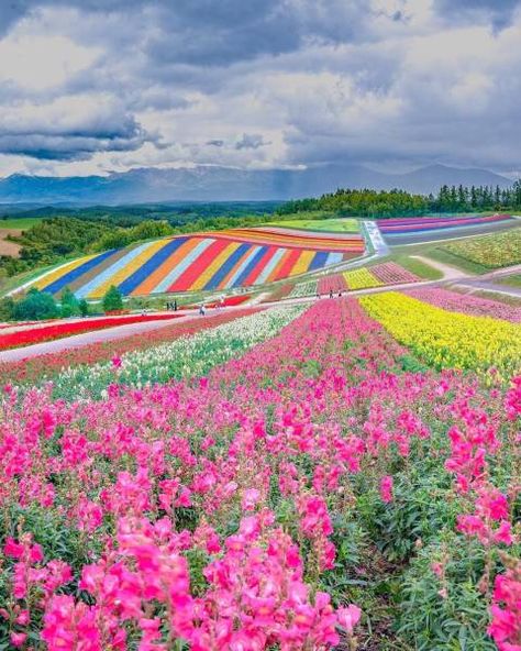 Flowers Field, Hokkaido Japan, Image Nature, Flowers Garden, Nature Aesthetic, Shade Garden, Flower Field, Japan Travel, Amazing Nature