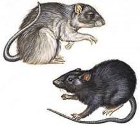 the great plague of1665 Cats Of Ulthar, Great Plague Of London, Rat Tattoo, All Falls Down, City Of London, London City, The Worst, Rats, Baltimore