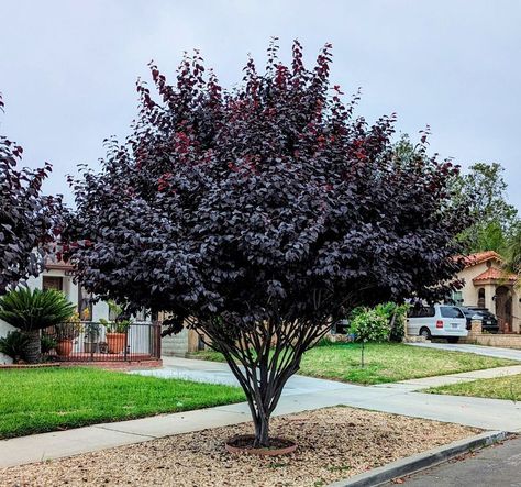 Dark Plants Add Drama to your Garden Purple Leaf Tree, Gothic Front Yard Landscaping, Goth Landscaping, Black House Landscaping, Dark Plants, Dark Garden, Purple Leaf Plum Tree, Goth Garden, Dark Tree