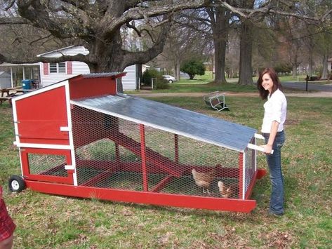 Coop On Wheels, Chicken Coop On Wheels, Reban Ayam, Chicken Coop Pallets, Mobile Chicken Coop, Walk In Chicken Coop, Portable Chicken Coop, Chicken Tractors, Chicken Tractor