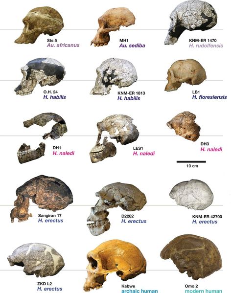 Physical Anthropology Human Evolution Tree, Anthropology Major, Biological Anthropology, Early Man, Prehistoric Man, Forensic Anthropology, Theory Of Evolution, Human Evolution, Historia Universal