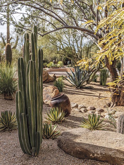 Large Desert Backyard Landscaping, Roses And Cactus Landscape, Joshua Tree Landscaping Ideas, Dessert Garden Landscape, Xeriscape Front Yard Arizona, Cycads Landscape Design, Natural Desert Landscaping, Desert Yard Landscaping, Arizona Landscaping Ideas Backyard