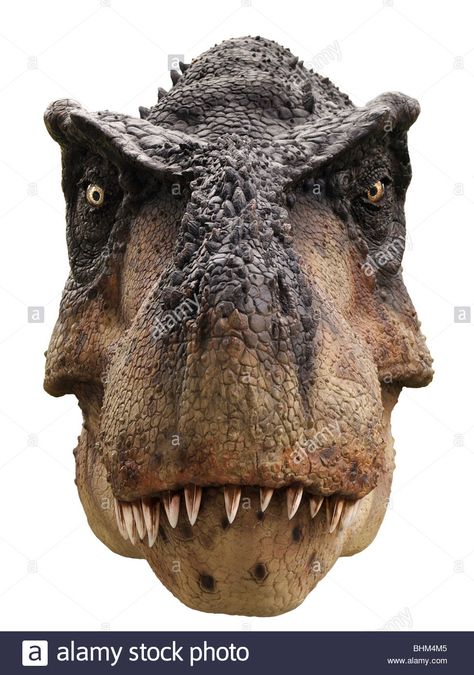 Fossil Museum, Jurassic Park Party, Dinosaur Head, Dinosaur Posters, Jurassic World Dinosaurs, The Good Dinosaur, Dinosaur Fossils, Tyrannosaurus Rex, Extinct Animals