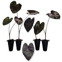 Black Elephant Ears, Elephant Ear Plants, Elephant Plant, Dark Foliage, Black Elephant, Elephant Ear Plant, Tropical Gardens, Elephant Ears, Large Heart