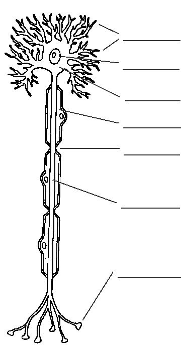 12 Neuron Worksheet S / worksheeto.com Psych Jokes, Preschool Anatomy, Synaptic Transmission, Psychology Lessons, Cma Exam, Ap Psych, Brain Nervous System, Medical Assistant Student, Ap Psychology