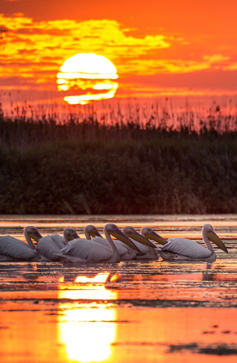 Danube Delta | Romania #romania #visitromania #romaniamagica Danube Delta, Regnul Animal, Transylvania Romania, Visit Romania, Romania Travel, Tour Around The World, River Delta, California Coastal, On My Way