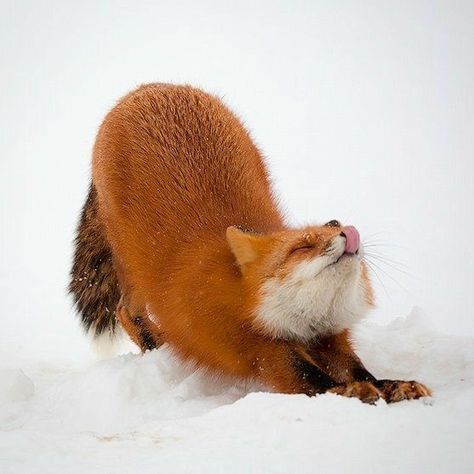 Fox Pictures, Pet Fox, Fox Art, Cute Fox, Red Fox, Animal Photo, Cute Little Animals, 귀여운 동물, Spirit Animal