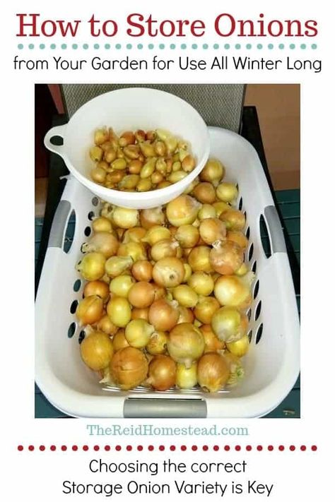 How To Store Onions From Garden, Storing Onions From Garden, Food Preservation And Storage, Store Onions, Homestead Food, Homestead Projects, Storing Onions, Homesteading Family, Store Vegetables