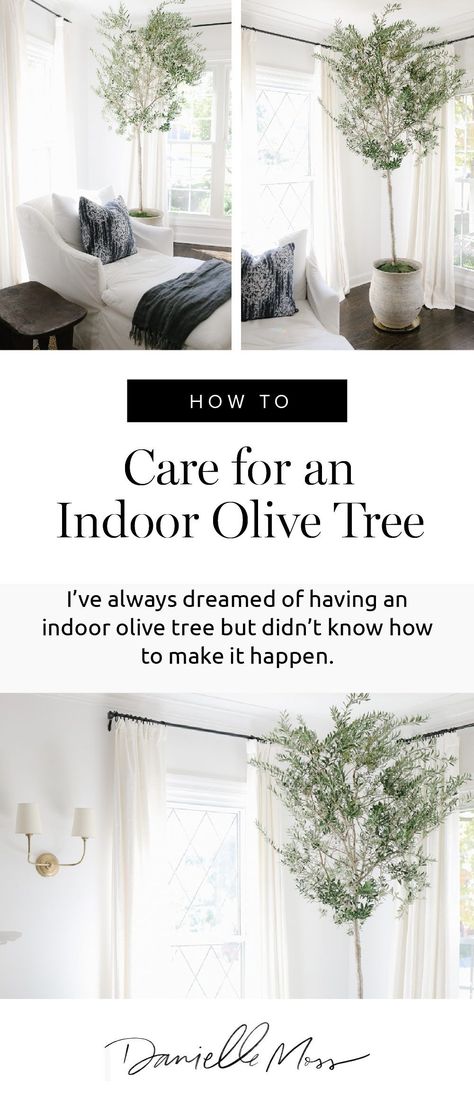 Arbequina Olive Tree Indoor, Live Olive Tree Indoor, Olive Tree Indoor Bedroom, Olive Tree Indoor Care, Real Olive Tree Indoor, Indoor Olive Trees In Pots, Olive Tree Indoor, Olive Tree Care, Arbequina Olive Tree