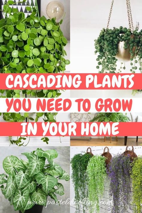 Scandinavian Plants, Cascading Plants, Indoor Plant Care Guide, Different Types Of Plants, Ikea Plants, Vintage Plants, Plants Hanging, نباتات منزلية, Household Plants