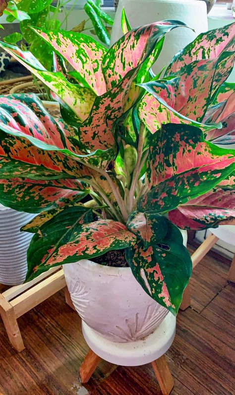 Dorm Plants, Aglaonema Pink, Tropical Garden Plants, Plant Pot Diy, Front Landscaping, Plant Diseases, Garden Crafts Diy, Plant Aesthetic, House Plants Decor