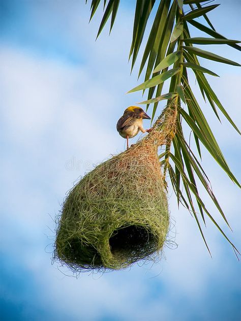 Village Weaver bird's nest. A Village Weaver bird perched on its woven nest susp , #ad, #nest, #perched, #bird, #Village, #Weaver #ad Weaver Bird Nest, Weaver Bird, Flyer Design Layout, Organic Forms, Bird Perch, Bird Nest, Tree Branch, Kingfisher, Bird Species