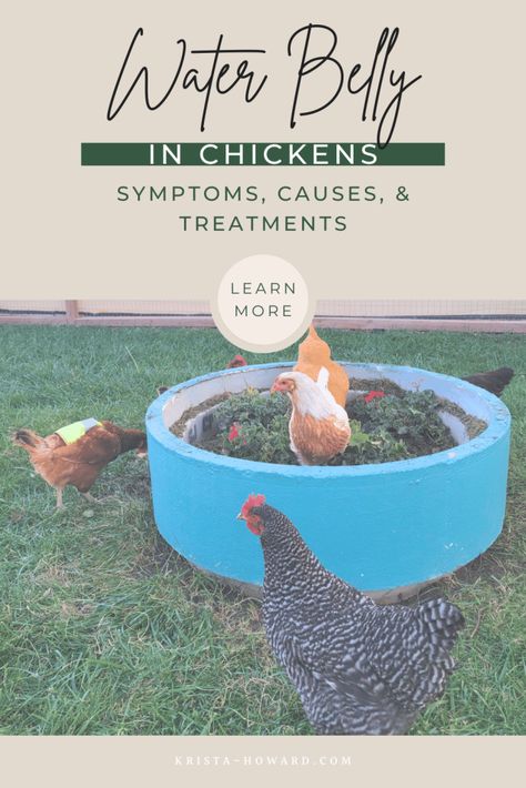 Understanding Water Belly in Chickens: Symptoms, Causes, and Treatments Abdominal Cavity, What Is Water, Chicken Owner, Poor Nutrition, Deep Breathing Exercises, Chicken Runs, In Distress, Raising Chickens, Chickens Backyard