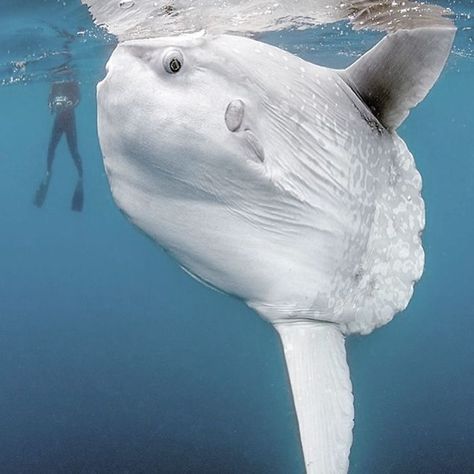 Person Hates Ocean Sunfish With Such Passion, They Post This Hilarious Rant And It Goes Viral Bizarre Animals, Mola Mola, Albino Animals, Under Water, Amazing Animals, Ocean Creatures, Sea Fish, Weird Animals, In The Ocean