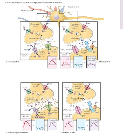 Excitatory And Inhibitory Neurotransmitters, Human Anatomy And Physiology, Sensory Integration, Cell Biology, Medical Anatomy, Sketch Notes, Class Notes, Med School, Anatomy And Physiology