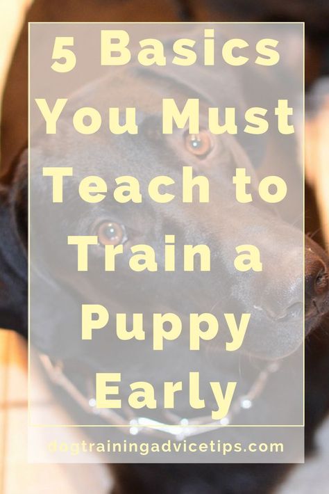 Train A Puppy, House Training Puppies, Boarding Schools, Puppy House, Cairn Terriers, Shock Collar, Dog Training Advice, Puppy Training Tips, Best Puppies