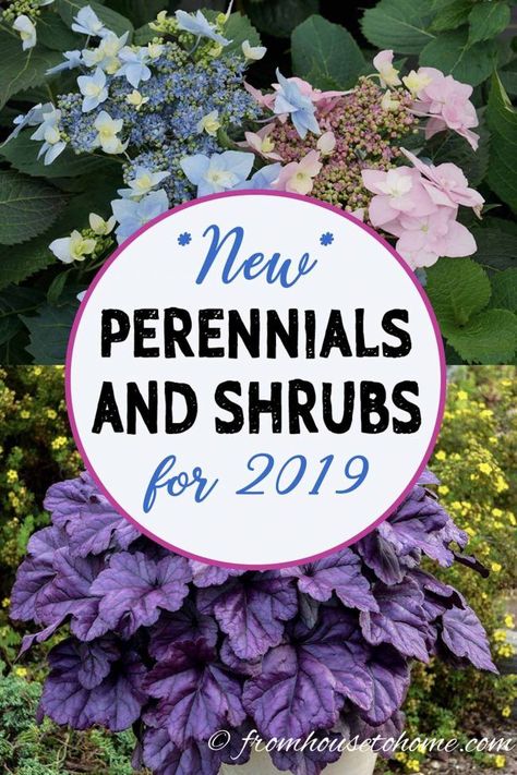 Part Shade Perennials, Full Sun Perennials, Best Perennials, Sun Perennials, Perennial Shrubs, Bench Ideas, Shade Perennials, Garden Shrubs, Spring Plants