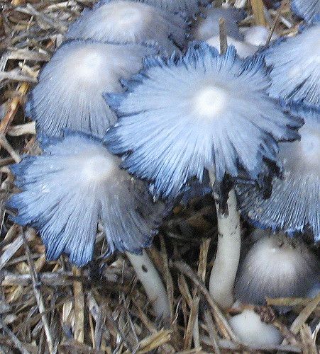 There were several stands of these silver blue mushrooms in our backyard this winter. First time I had ever seen mushrooms this color. Lucy017 Pretty Mushrooms, Blue Mushrooms, Poisonous Mushrooms, Blue Mushroom, Slime Mold, Mushroom Growing, Autumn Blue, Mushroom Pictures, Blue Autumn