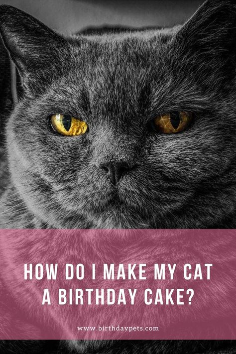 Many cat parents consider their cats to be part of the family, and when it comes to celebrating a family member’s birthday, a cake is usually the best choice. When we hear of cake, the first thing that comes to mind is the sweet taste. While this might work for dogs, it is not necessarily a good thing for cats. Cat Friendly Cake Recipes, Cat And Dog Birthday Cake, Pet Party Ideas, Cat Birthday Cake, Birthday Cake For Cat, Pet Party, Cat Parents, Homemade Cat, Pet Blog