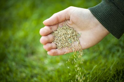 How to Overseed in the Fall With Fescue - Lawnstarter Overseeding Lawn, Grass Seed Types, Planting Grass Seed, Best Grass Seed, Lawn Renovation, Zoysia Grass, Planting Grass, Bermuda Grass, Growing Grass