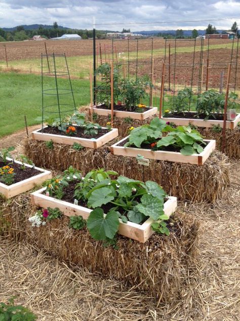 My straw garden Hay Garden, Strawbale Gardening, Straw Bale Gardening, Diy Balcony, Straw Bales, Diy Raised Garden, Backyard Vegetable Gardens, Recycled Garden, Veg Garden