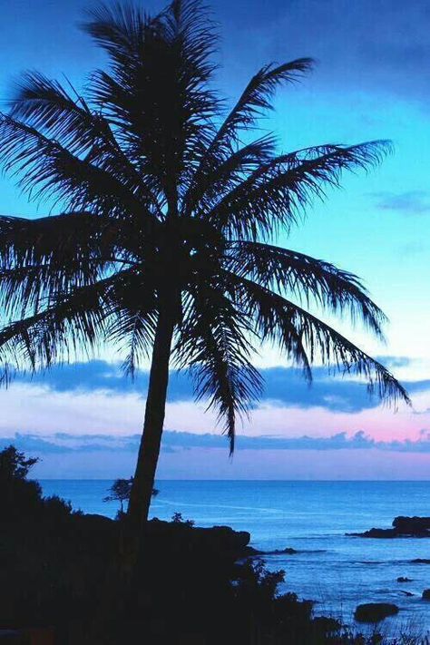 Palm tree with sunset Palm Trees Tumblr, Sunset Tumblr, Palm Tree Wallpaper, Tropical Island Beach, Palm Trees Wallpaper, Palm Tree Sunset, Blue Sunset, Tumblr Backgrounds, Photo Summer