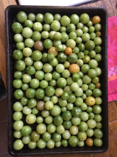 Roasted Green Tomatoes Roasting Green Tomatoes In Oven, Cherry Green Tomato Recipes, Green Grape Tomato Recipes, Green Cherry Tomato Salsa, Green Tomato Sauce Recipes, Dehydrated Green Tomatoes, Green Cherry Tomatoes What To Do With, Roasted Green Tomato Recipes, Green Cherry Tomatoes Recipes