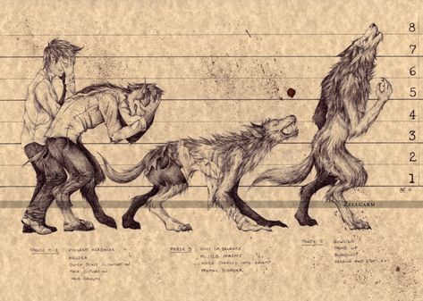 Werewolf Lore - The Hollows Werewolf Transformation, Big Poster, Werewolf Aesthetic, Folklore Art, Werewolf Art, World Of Darkness, 다크 판타지, Remus Lupin, Mythology Art