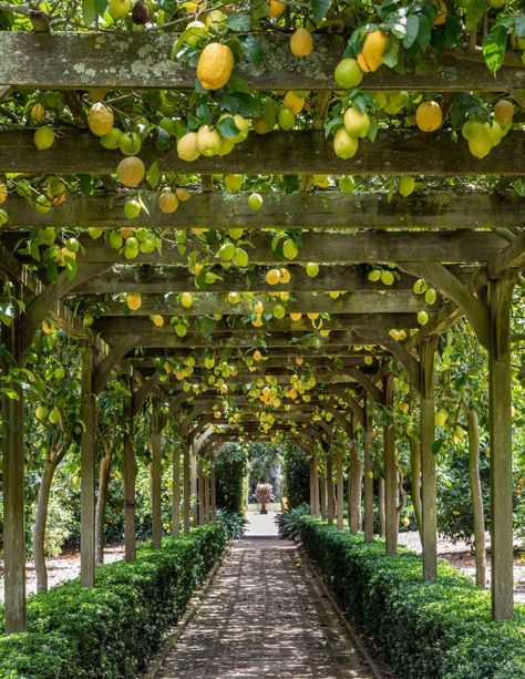 Orchards — Ganna Walska Lotusland Edible Front Yard, Eureka Lemon Tree, Garden To Table, Gardening Food, Montecito California, Guava Tree, Edible Landscape, Topiary Garden, Meditation Garden