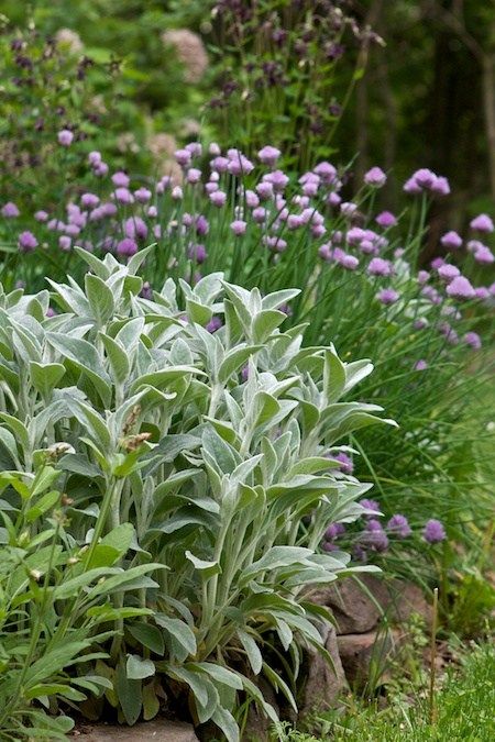 Modern Mediterranean Garden, Perennial Border, Herb Gardens, Mediterranean Garden, Love Garden, Cottage Gardens, Plant Combinations, Garden Borders, Perennial Garden