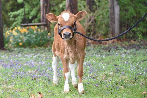 Rosewood Farm KC - Miniature Jersey Cows, Heifers and Bulls Farm Miniature, Jersey Cow, Fawn Colour, We Love Each Other, Cow Calf, Dairy Cows, Green Spring, Milk Cow, Family Farm