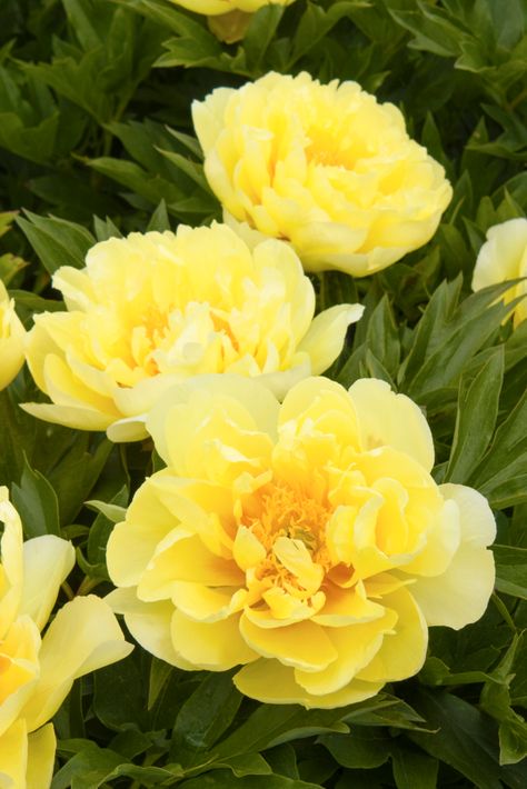 Itoh Peony, Itoh Peonies, Yellow Peonies, Planting Peonies, Peonies Garden, Herbaceous Perennials, Flowers Wallpaper, Peony Flower, All Flowers