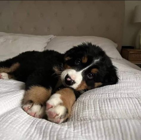 Barnes Mountain Dog, Baby Bernese Mountain Dog, Bernie’s Mountain Dog, St Bernard Puppy Aesthetic, Burmese Dog, Bernese Mountain Dog Aesthetic, Bernice Mountain Dog, Burmese Mountain Dog Puppy, At Bernard