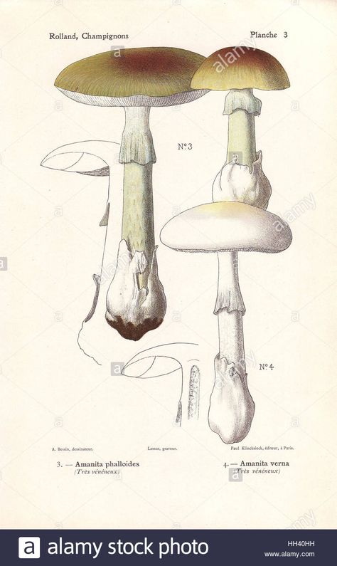 Mushroom Amanita, Amanita Phalloides, Poisonous Mushrooms, Mixed Media Art Projects, Mushroom Pictures, Mushroom Drawing, Mushroom Fungi, Mug Decorating, Scrapbook Journal