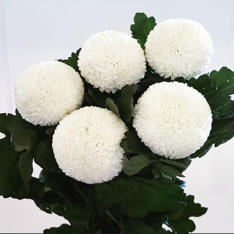 Local Flowers, Bali Island, Rare Flowers, Quiet Luxury, Chrysanthemum, Bali, Daisy, Pom Pom, Google Search