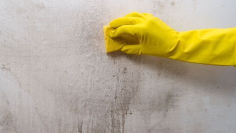 Remove Mold From Walls, Remove Black Mold, Mold Spray, Remove Wall, Wall Stains, Roomba Vacuum, Cleaning Mold, Kitchen Item, Types Of Mold