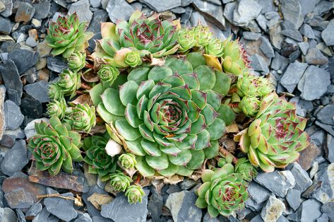 Hens and Chicks Purple Flower Ground Cover, Best Ground Cover Plants, Delosperma Cooperi, Flower Tips, Hen And Chicks, Kalanchoe Blossfeldiana, Types Of Succulents, Gravel Garden, Ground Cover Plants