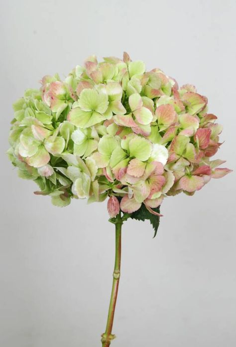 Hydrangeas Wedding Flowers, Fever Few, Wedding Hydrangeas, Peach Carnations, Antique Hydrangea, Quicksand Rose, Hydrangeas Blue, Ranunculus White, Butterfly Ranunculus